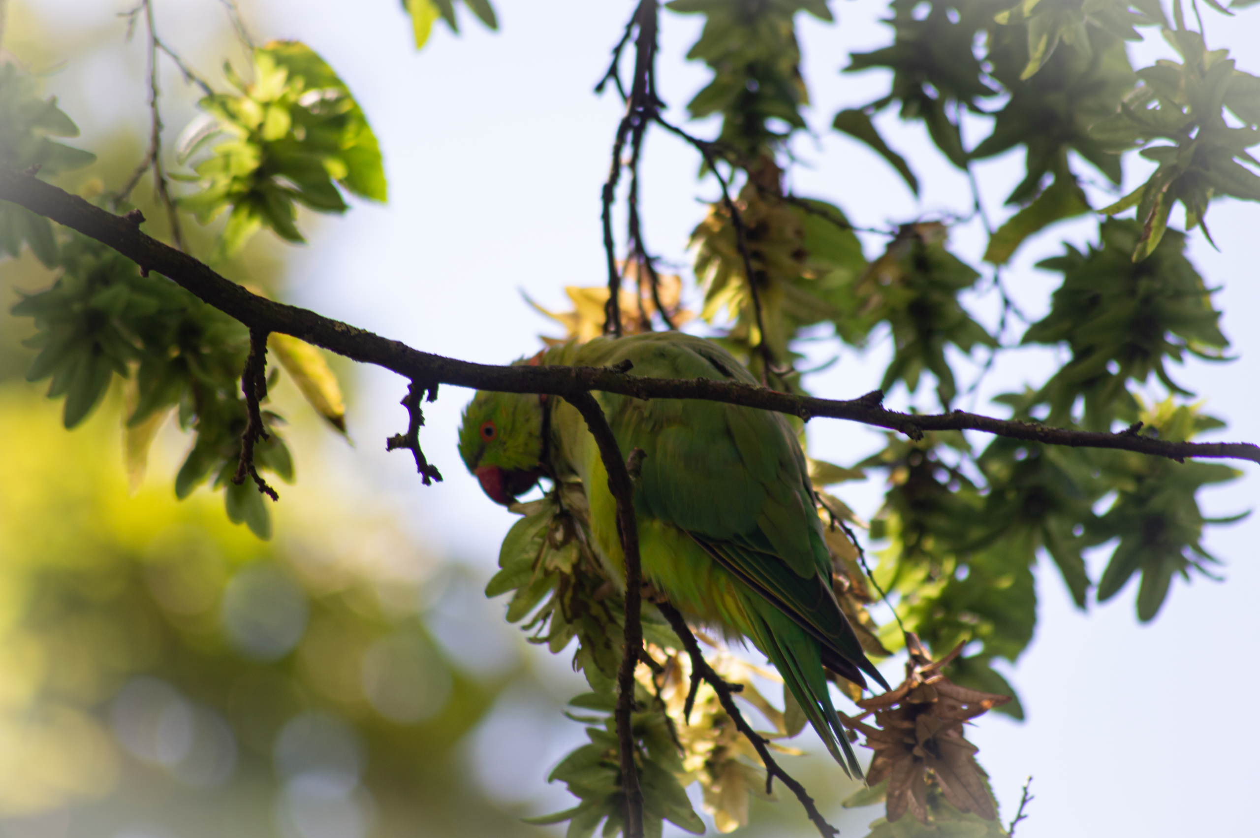 Parrot Londres Scaled